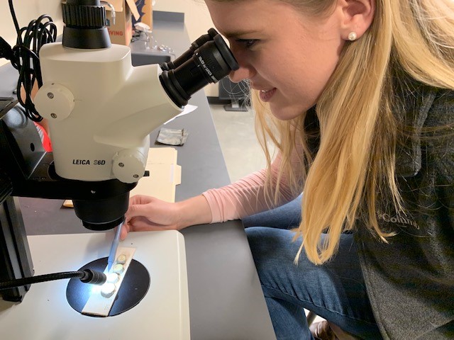 Biogeography graduate student Sydney Bailey examining seedling cross-sections under the microscope in the BAM (Biogeography and Macroecology) Lab. 